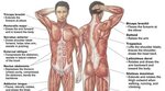 See? 21+ Truths About Body Muscles Labelled Your Friends For